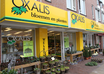 Oxalis